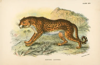 Chasse au léopard