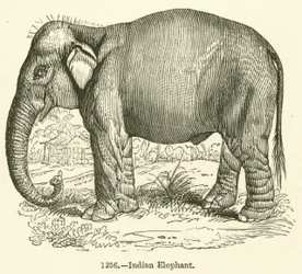 Éléphant indien