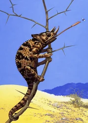 Caméléon de Jackson