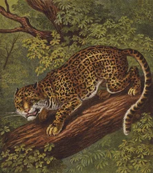 Jaguar