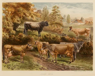Bétail Jersey