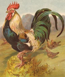 Roi de la basse-cour