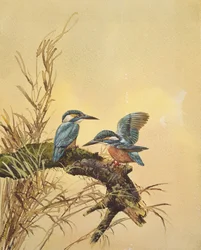 Martins-pêcheurs, vers 1890