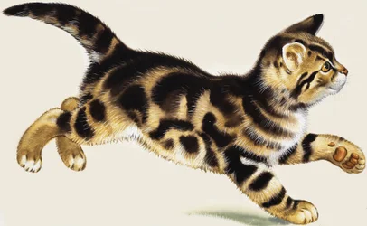 Chaton