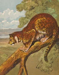 Léopard