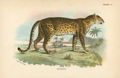 Léopard