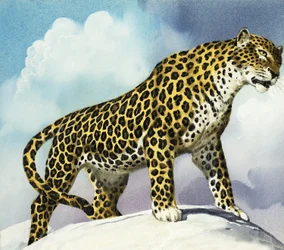 Léopard dans la neige
