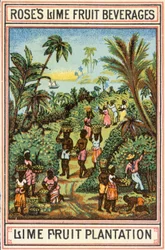 Plantation de fruits de lime