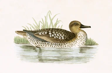 Canard marbré, illustration de 