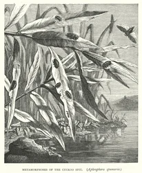 Métamorphoses de la Cicadelle écumeuse, Aphrophora spumaria