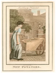 Hôpital de Middlesex. Nouvelles pommes de terre