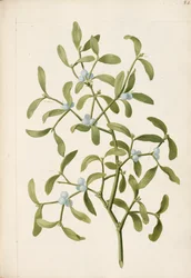 Gui. Une plante hémiparasite