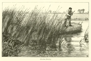 Chasse à la poule d