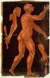 Table VIII Dissection, des Tables Anatomiques, par John Banister