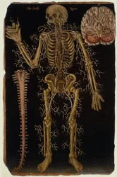 Ms Hunter 364 Table VI Dissection, de Anatomical Tables, par John Banister