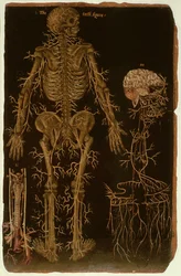 Ms Hunter 364 Table V Dissection, de Anatomical Tables, par John Banister