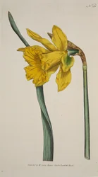 Narcisse Major Grande Jonquille, pub. 1793 gravure coloriée à la main