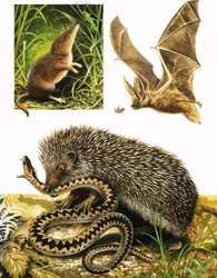 Le Royaume de la Nature : Sous le couvert de la nuit