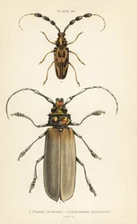 Orthomegas cinnamomeus Prionus corticinus 1, et Batus barbicornis, Lophonocerus barbicornis 2