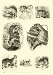 Page du Musée Pictural de la Nature Animée