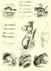 Page du Musée Pictural de la Nature Animée