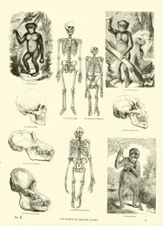 Page du Musée Pictural de la Nature Animée