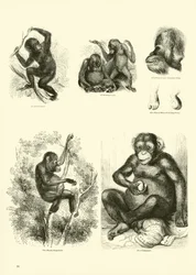 Page du Musée Pictural de la Nature Animée