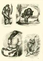 Page du Musée Pictural de la Nature Animée