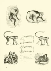 Page du Musée Pictural de la Nature Animée