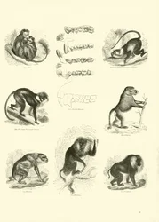 Page du Musée Pictural de la Nature Animée