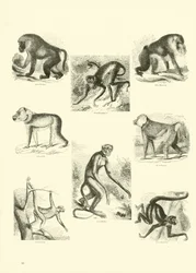 Page du Musée Pictural de la Nature Animée