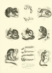 Page du Musée Pictural de la Nature Animée