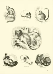 Page du Musée Pictural de la Nature Animée