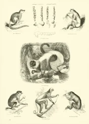 Page du Musée Pictural de la Nature Animée