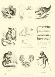 Page du Musée Pictural de la Nature Animée