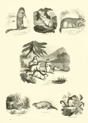 Page du Musée Pictural de la Nature Animée