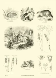 Page du Musée Pictural de la Nature Animée