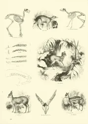 Page du Musée Pictural de la Nature Animée