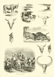 Page du Musée Pictural de la Nature Animée
