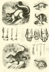 Page du Musée Pictural de la Nature Animée