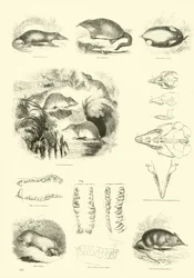 Page du Musée Pictural de la Nature Animée