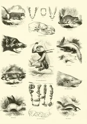 Page du Musée Pictural de la Nature Animée