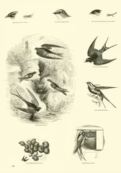 Page du Musée Pictural de la Nature Animée