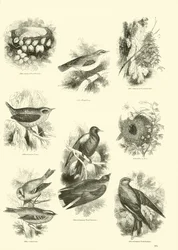 Page du Musée Pictural de la Nature Animée