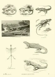 Page du Musée Pictural de la Nature Animée