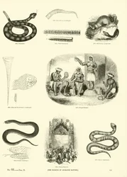 Page du Musée Pictural de la Nature Animée