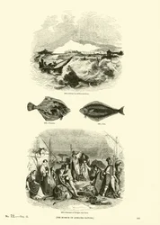 Page du Musée Pictural de la Nature Animée