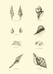 Page du Musée Pictural de la Nature Animée