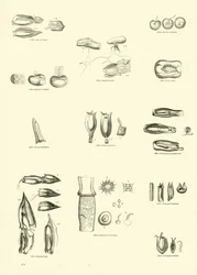 Page du Musée Pictural de la Nature Animée