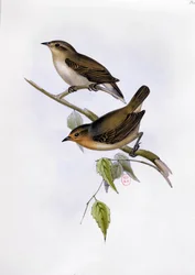 Paire de Certhidea Olivacea, illustration de La Zoologie du Voyage du H.M.S. Beagle, 1832-36, par Charles Darwin (1809-92), 1840
